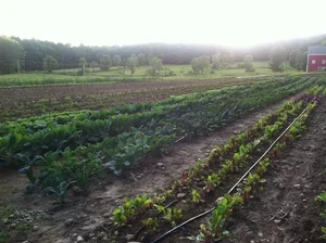 farm.jpg