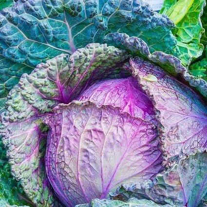 red cabbage square.jpg