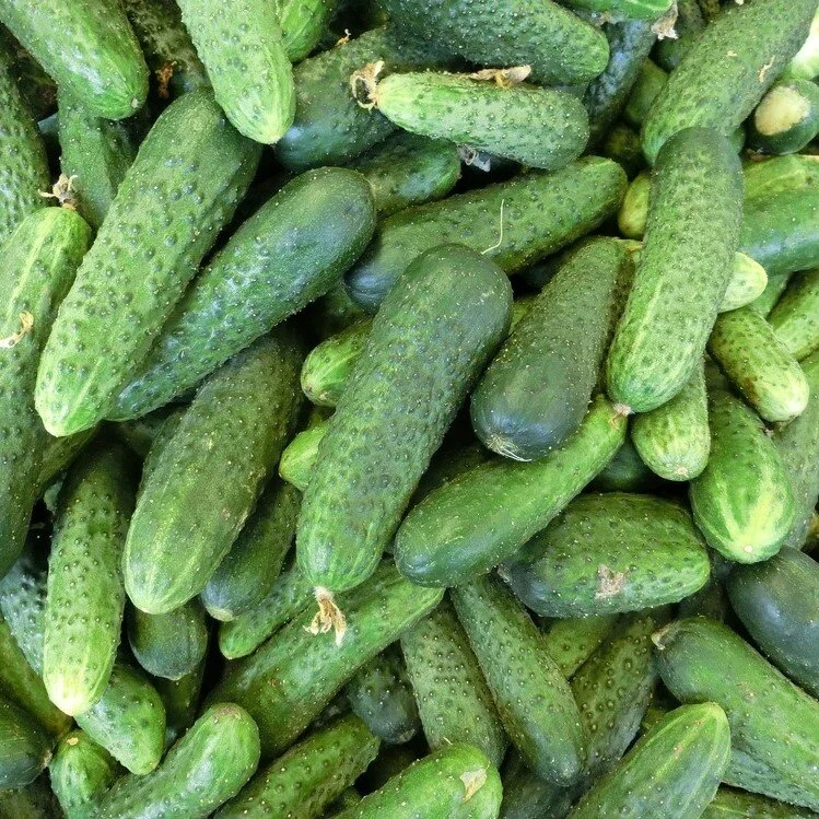 cucumbers_pickling_square.jpg