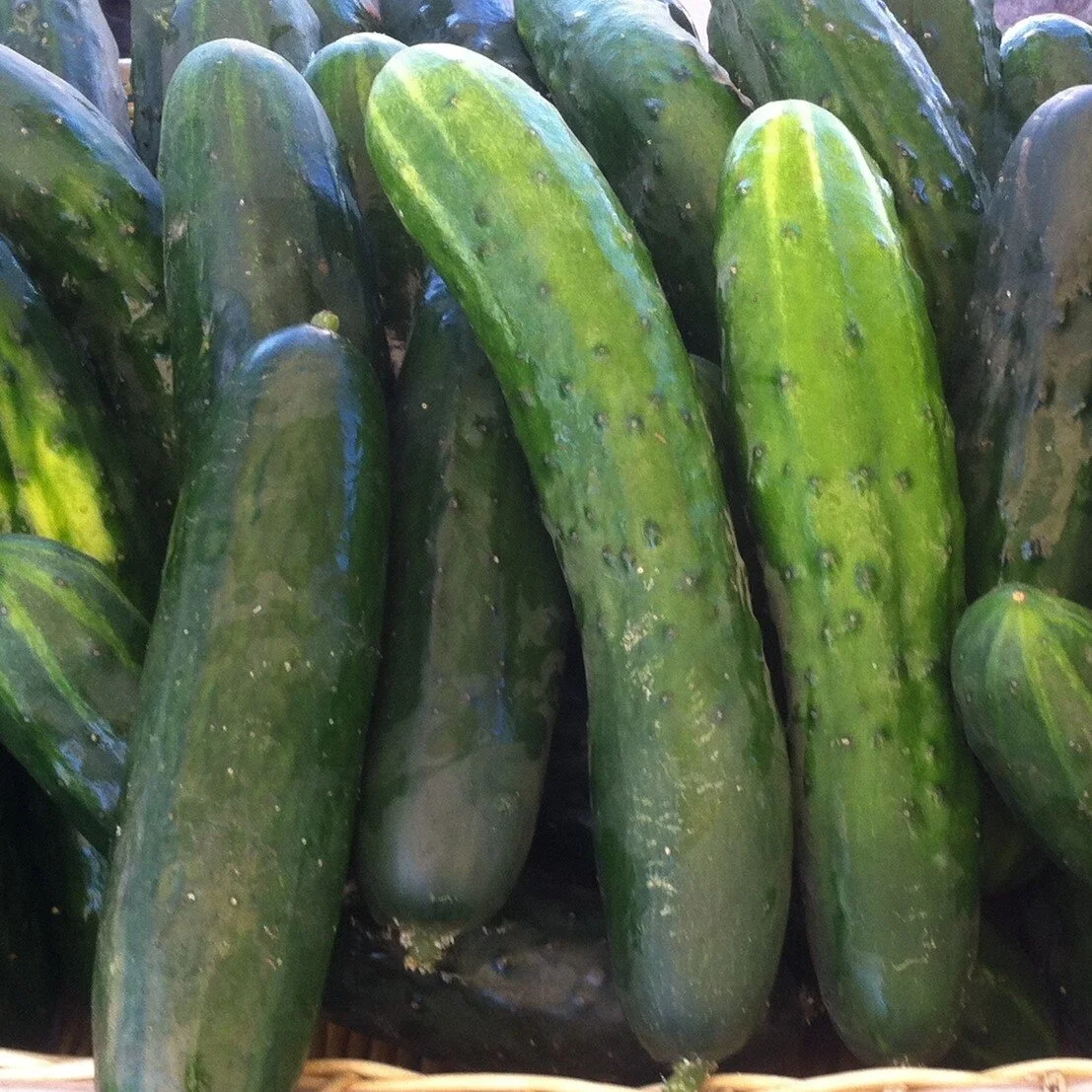 cucumber slicing square.jpg