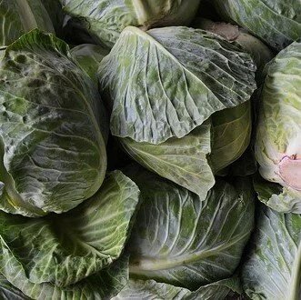 cabbage_green square.jpg