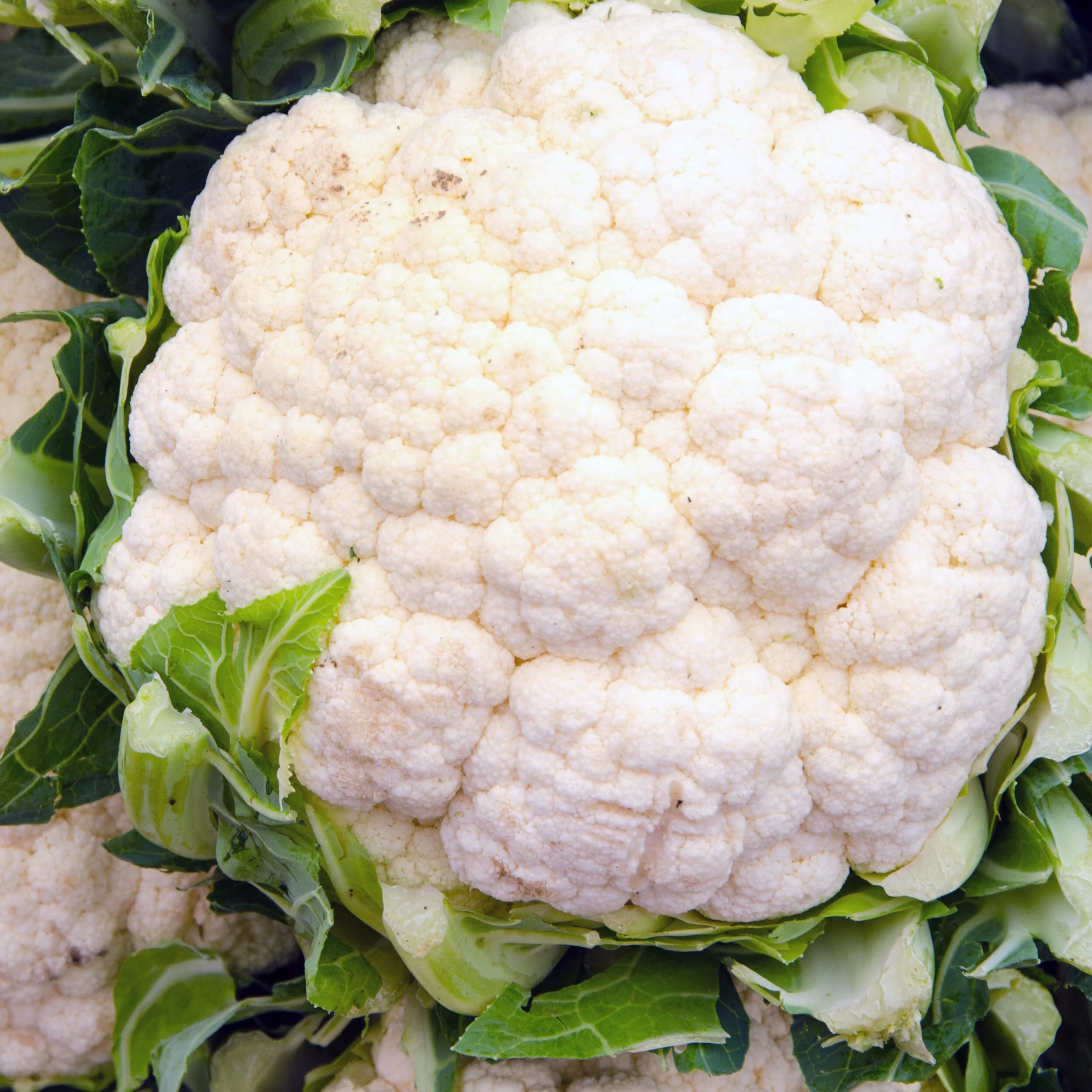 cauliflower square.jpg