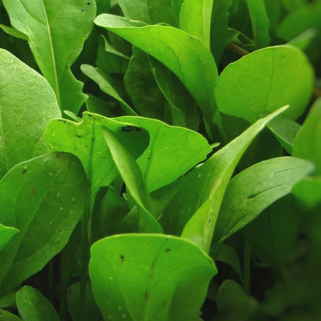 arugula+square.jpg