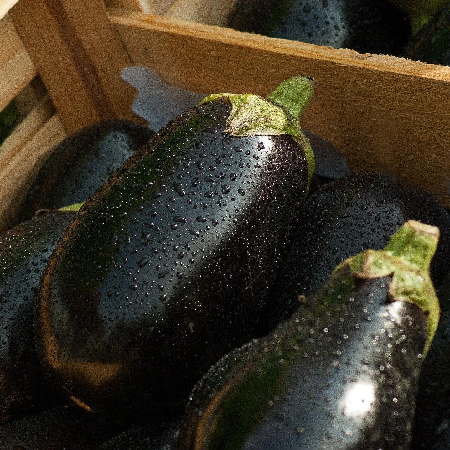 eggplant square.jpg