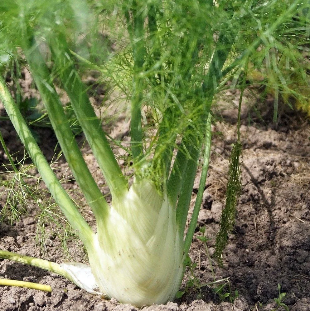 fennel2 square.jpg