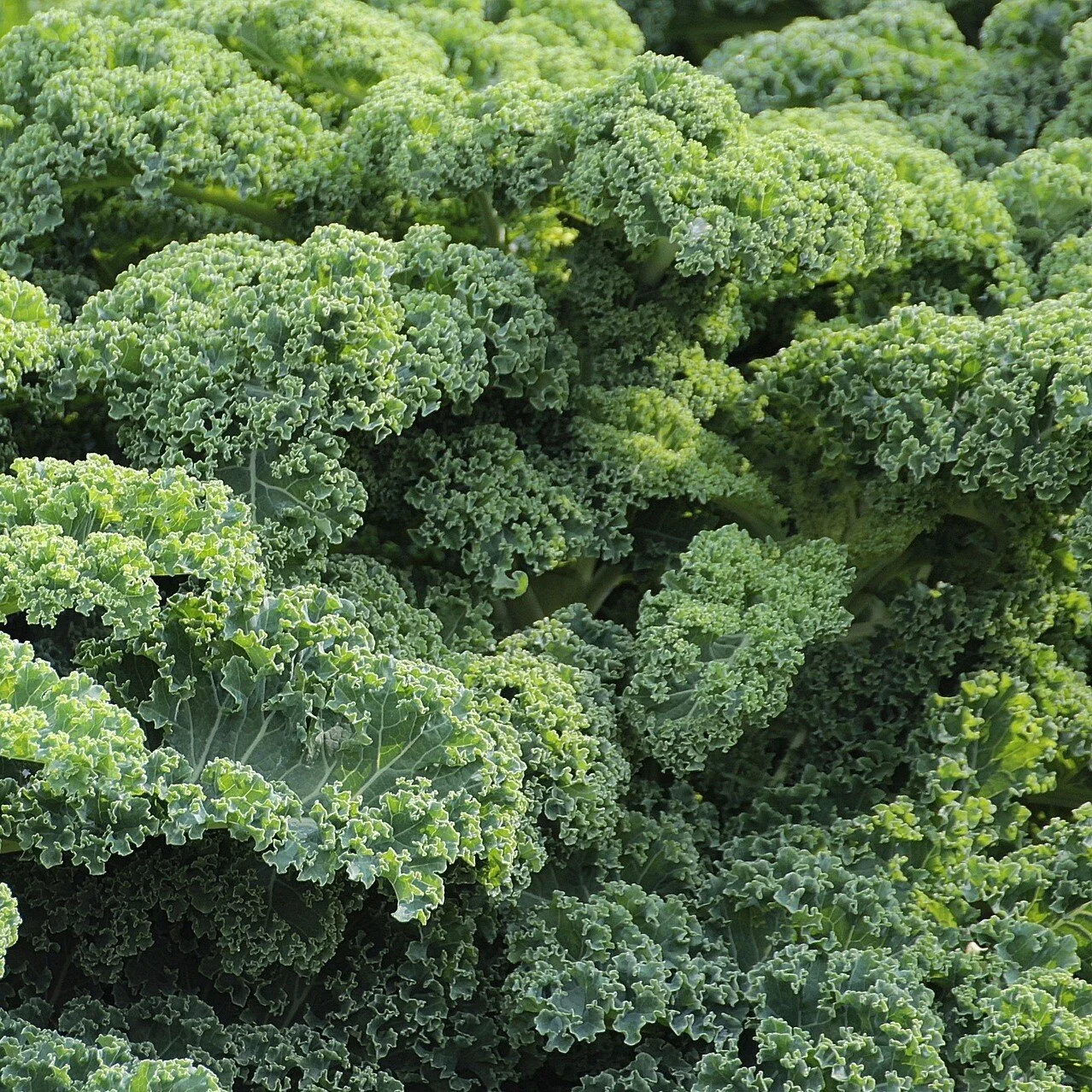 curly kale square.jpg