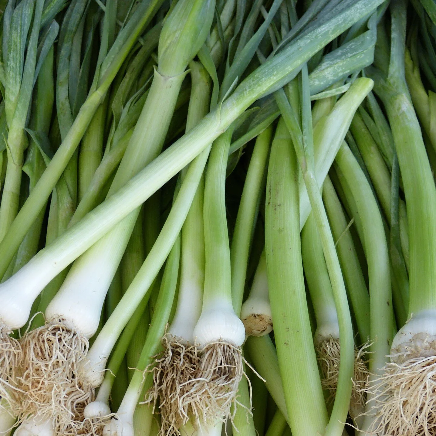 leeks2 square.jpg
