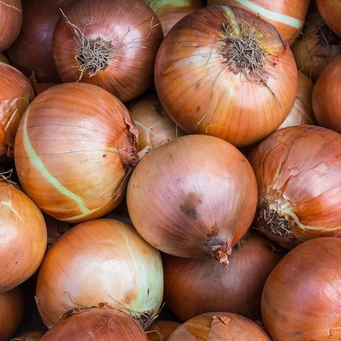 onions_yellow square.jpg