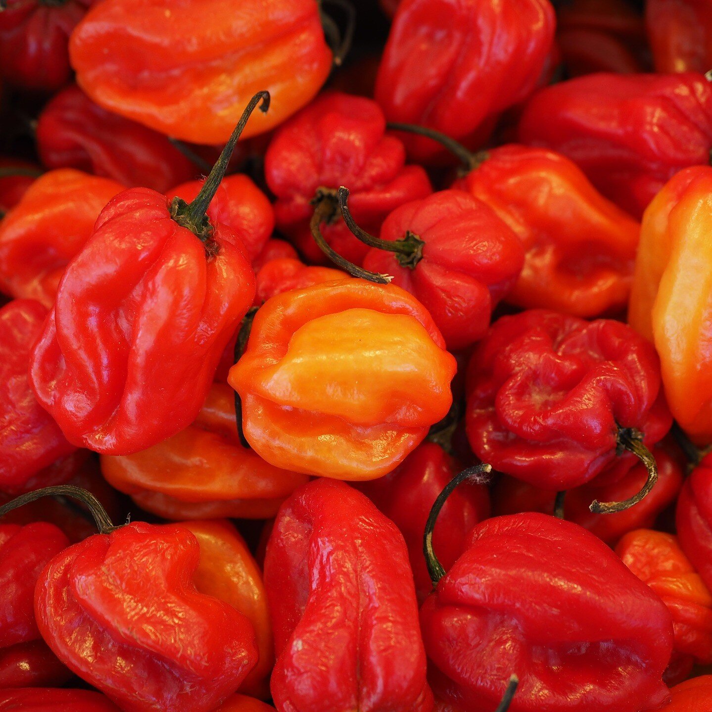 habanero square.jpg