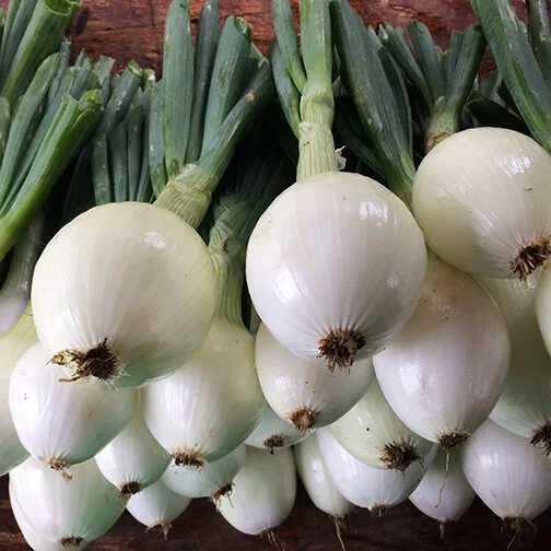 Sweet Onions_Ailsa Craig_square.jpg