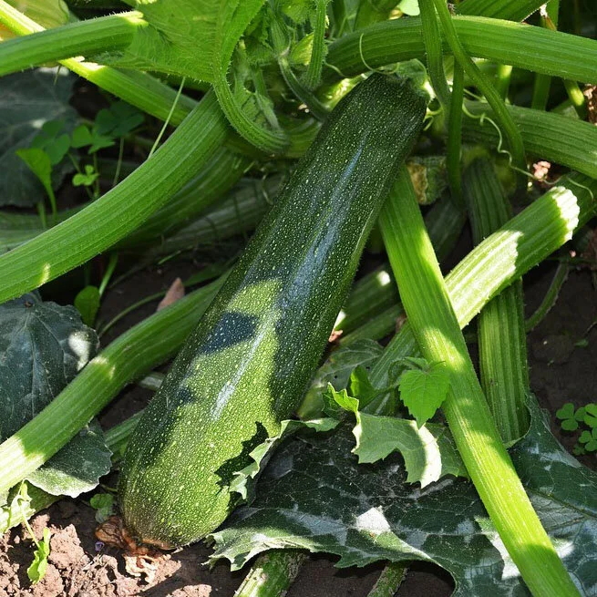 zucchini_square.jpg