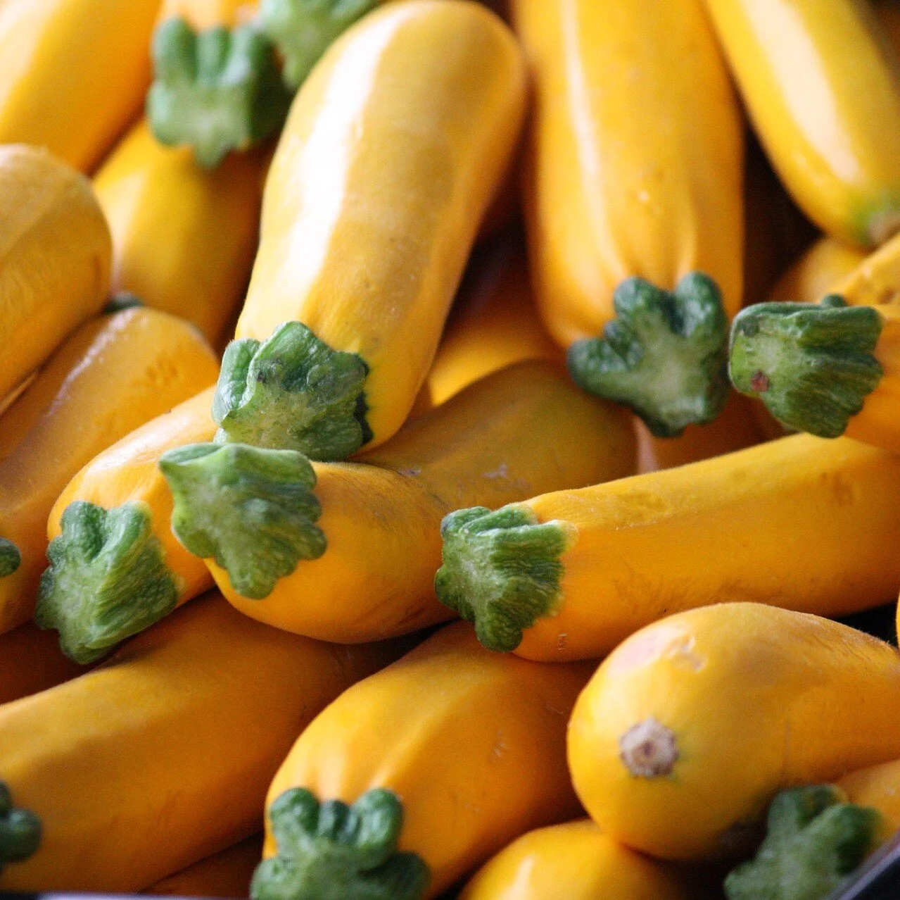 yellow squash square.jpg