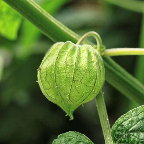 tomatillo.jpg