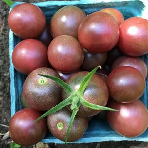 tomato_black cherry.jpg