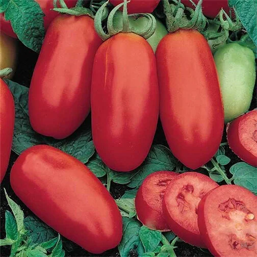 san marzano.jpg