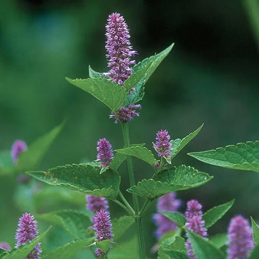 anise hyssop.jpg