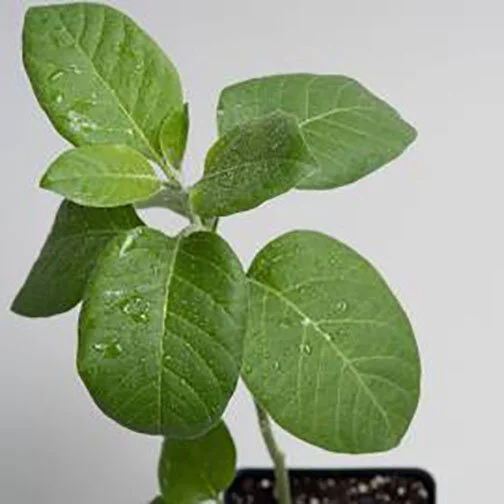 ashwagandha.jpg