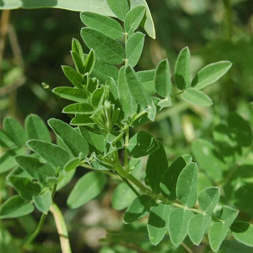 astragalus.jpg