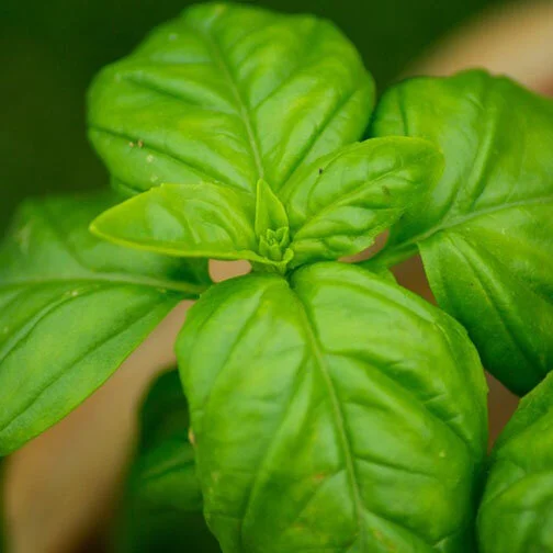 basil_italian_square.jpg