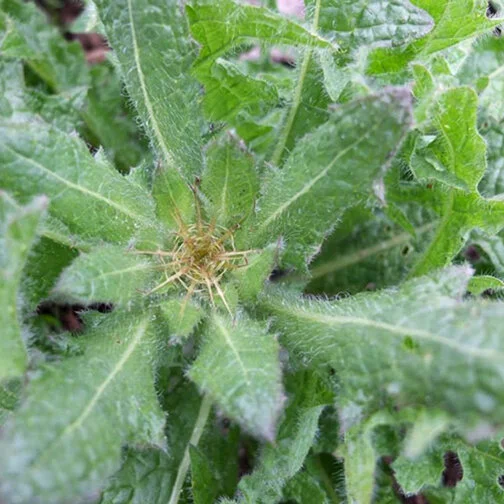 blessed thistle.jpg