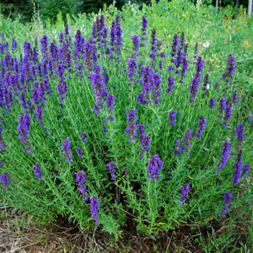 blue hyssop.jpg