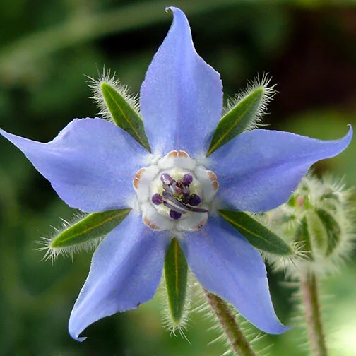 borage.jpg