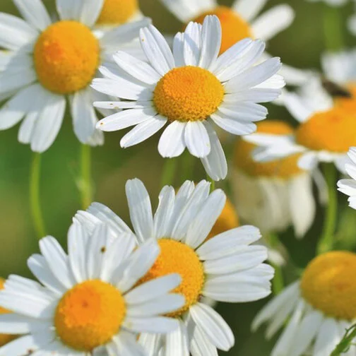 chamomile_square.jpg