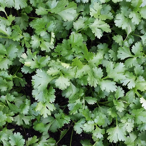 cilantro_square.jpg