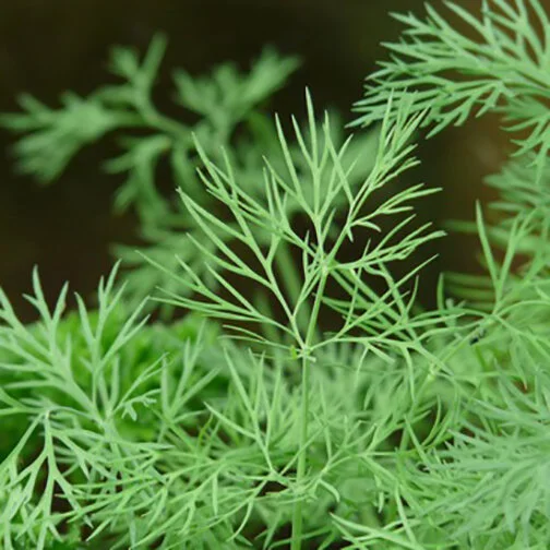 dill_square.jpg