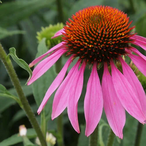 echinacea_pink_square.jpg