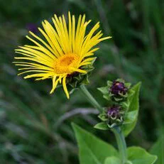 elecampane_square.jpg