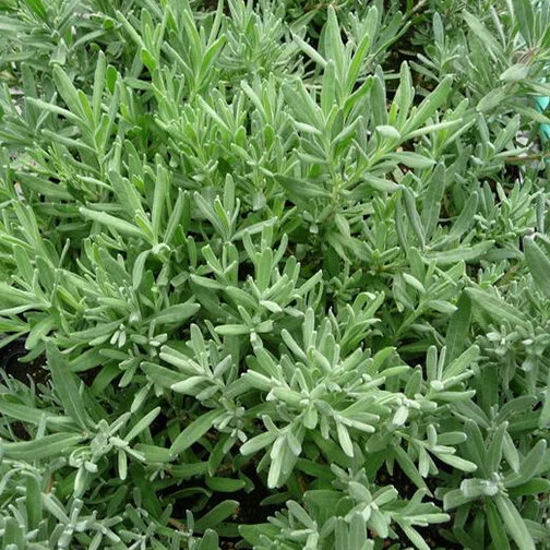 lavender_square.jpg