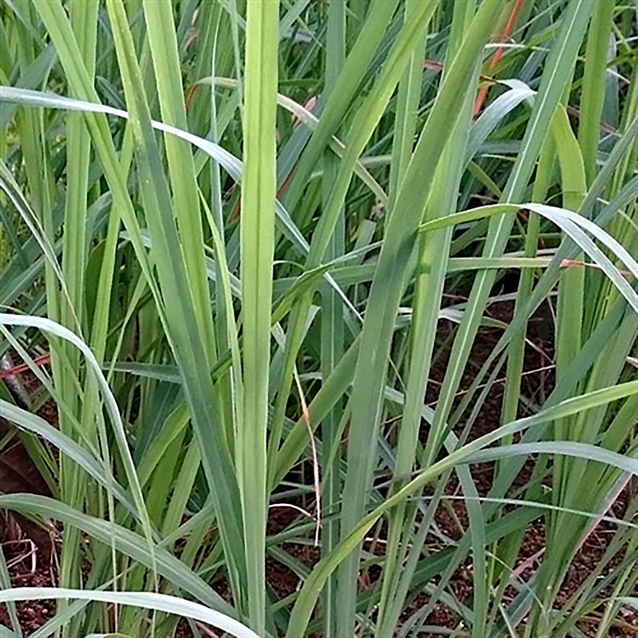 lemongrass.jpg