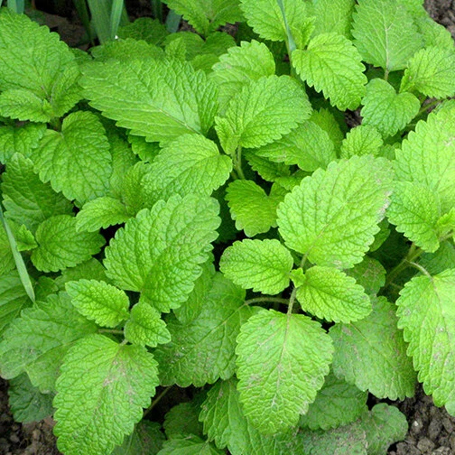 Lemon_Balm_square.jpg