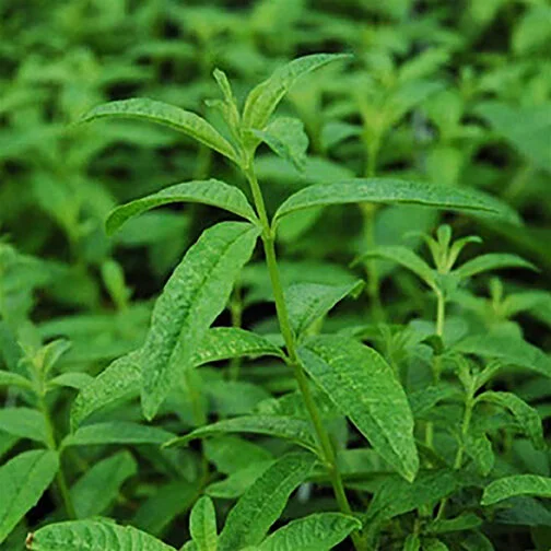 lemon verbena.jpg
