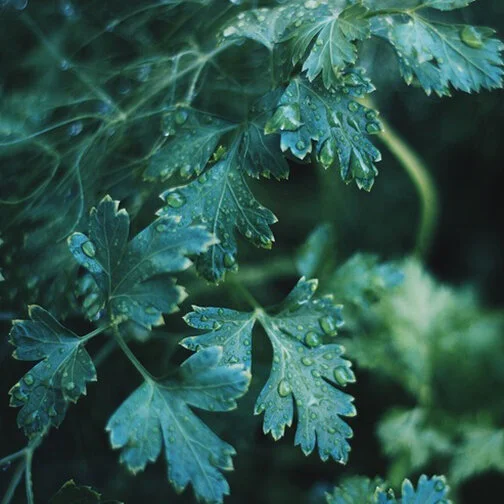 lovage_square.jpg