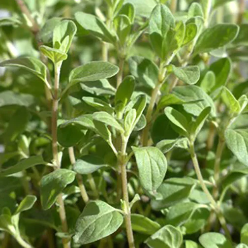 marjoram_square.jpg
