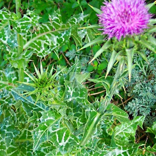 milk thistle_square.jpg