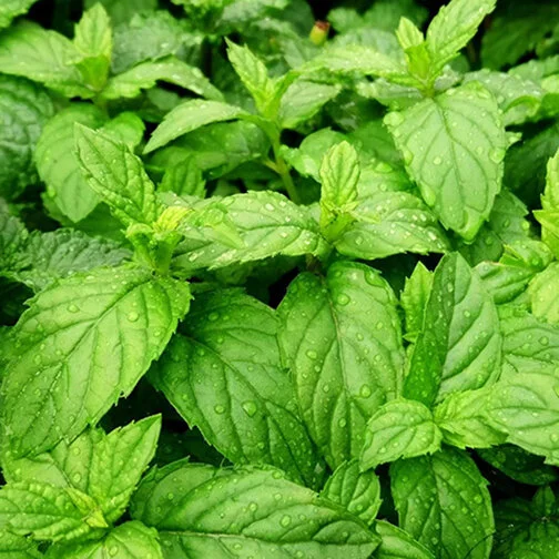 peppermint_square.jpg