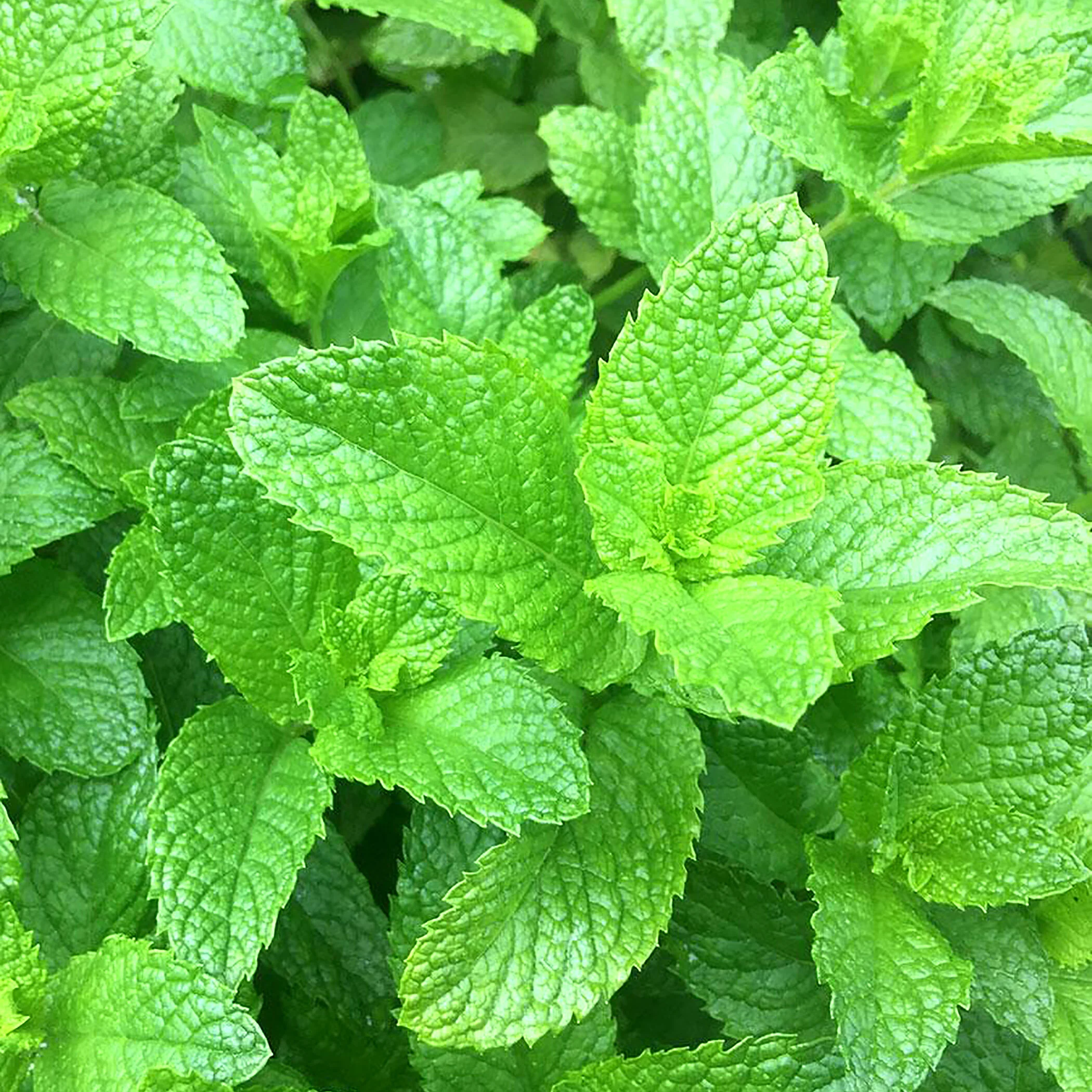 spearmint.jpg