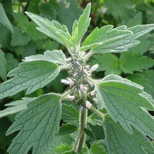 motherwort.jpg