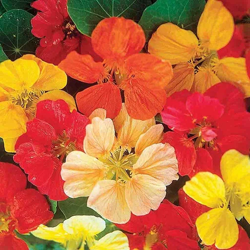 nasturtium.jpg