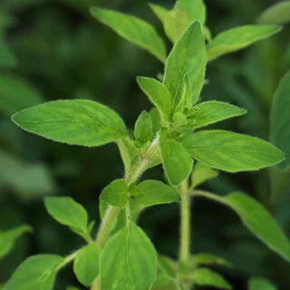 oregano_square.jpg