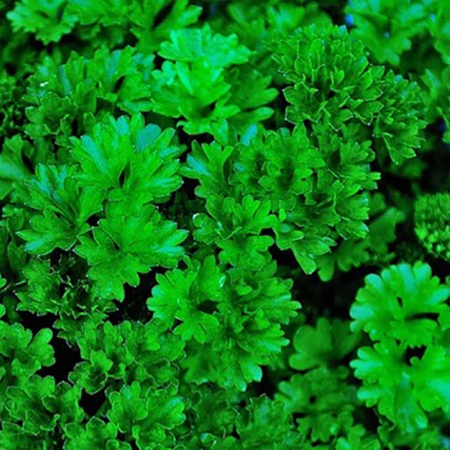 parsley_curly_square.jpg
