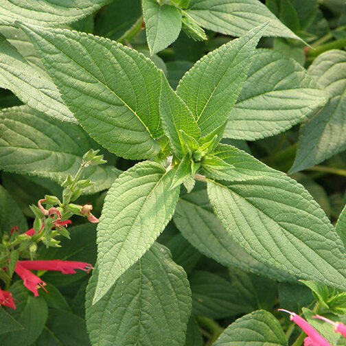 pineapple-sage.jpg