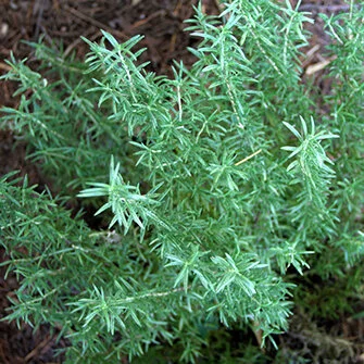 rosemary_square.jpg