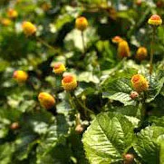 spilanthes_square.jpg