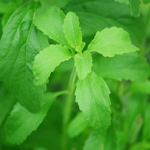 stevia_square.jpg