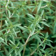 summer savory.jpg