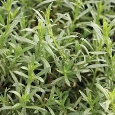 tarragon.jpg